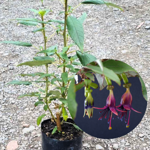 Fuchsia Excorticata